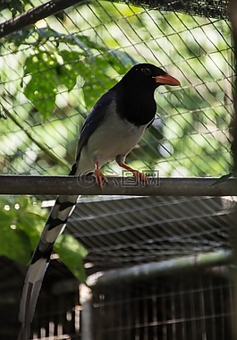 鳥,性質,飛鳥