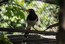 鳥,性質,飛鳥