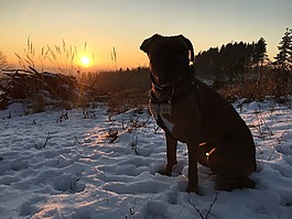 雪,日落,寒冬