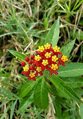 鮮花,紅色,黃色