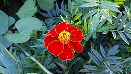 潘茜,花卉,盛开