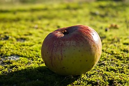 蘋果,水果,苔