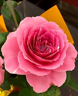 盛開,開花,特寫