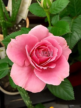 盛開(kāi),開(kāi)花,特寫