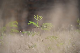 植物,綠色,戶外
