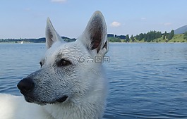 狗,schäfer的狗,白色的牧羊人