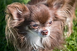 奇瓦瓦州,狗,chiwawa