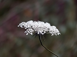 性質(zhì),花,廠