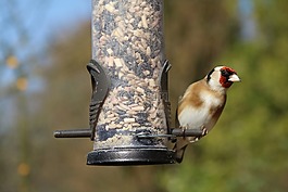 金翅雀,鳥園,鳥