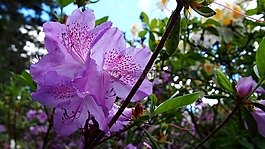 杜鵑花,宏,花卉