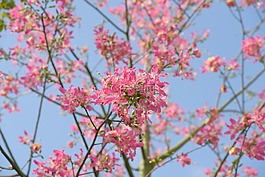 植物,花,戶外