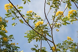 植物,戶外,花