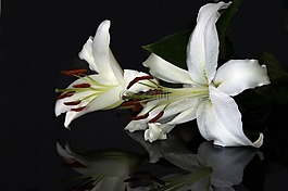 花,百合,植物