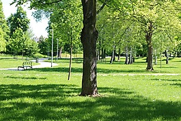 樹,公園,長凳