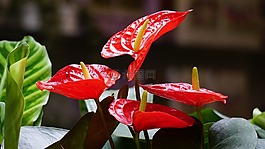 植物,花,花園