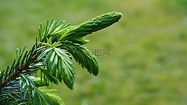 iglak,针,性质
