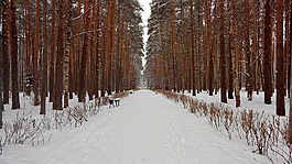森林,公園,雪的冬天性質(zhì)