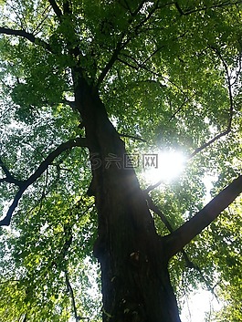 樹,光,影子