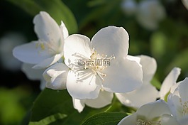 花,開花,梅花