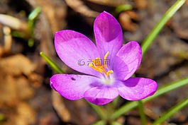 性質(zhì),花,廠