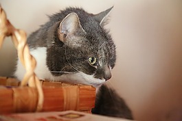 貓,購物籃,看