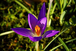 性質,花,廠