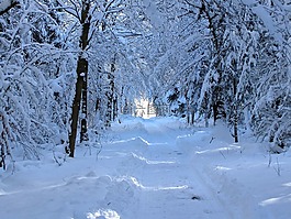 雪,森林路徑,步行