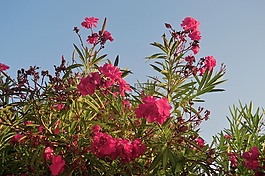 夹竹桃,杜鹃花,粉红色的花朵