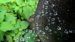 性質(zhì),蜘蛛,蜘蛛網(wǎng)