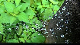 性質,蜘蛛,蜘蛛網
