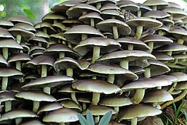 蘑菇,組,集合