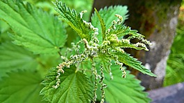 性質(zhì),森林,綠色