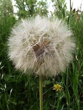 蒲公英,苦苣菜,草甸
