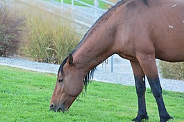 野馬,野生,馬