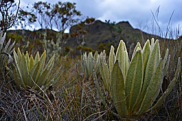 帕拉莫,frailejon,冷