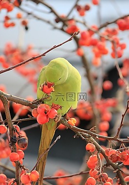 鸚鵡,鳥,綠色