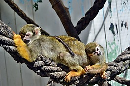 猴子,?ffchen,動(dòng)物園