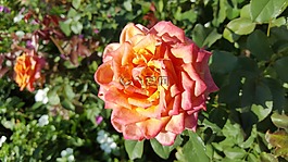 開花,花,土耳其