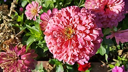 開花,花,土耳其