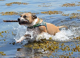 狗,amstaff,pitbull