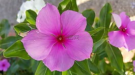 開花,花,土耳其