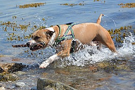 狗,amstaff,pitbull