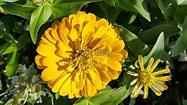 開(kāi)花,花,土耳其
