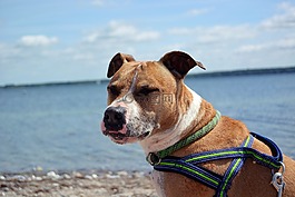 狗,amstaff,美国