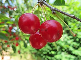 櫻桃,水果,花園