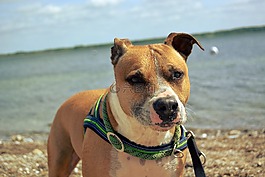 狗,amstaff,美国
