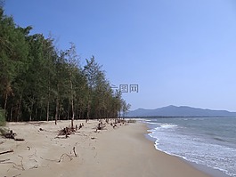 海滩,白色的沙滩,木麻黄林