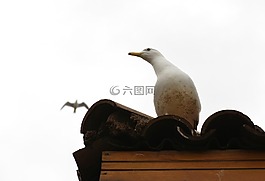 海鷗,鳥,動(dòng)物