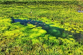 沼澤,水,池