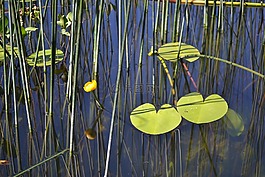 湖,水,池塘